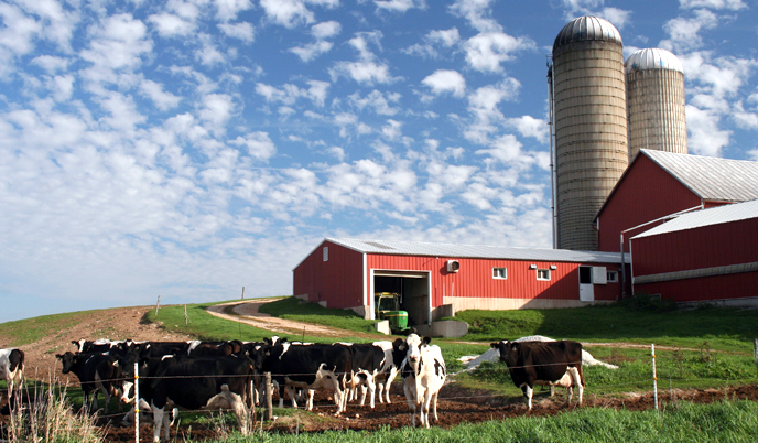 Barn, grain silos and cows