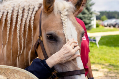 A horse