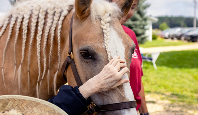 A horse
