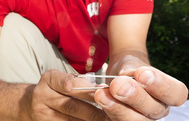 Johnny Uelmen collects a tick using tweezers.