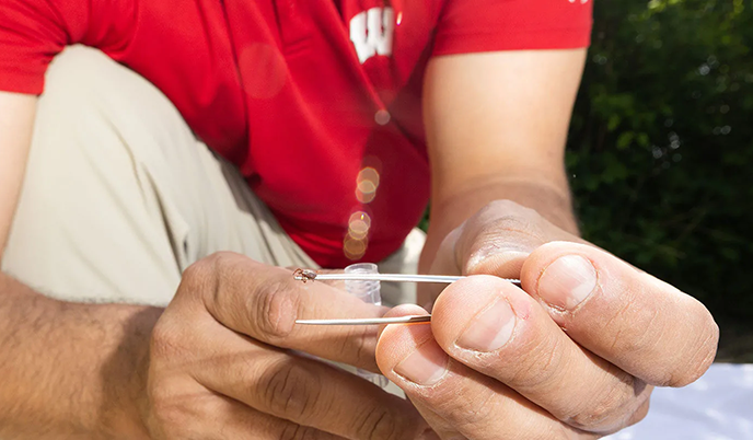 Johnny Uelmen collects a tick using tweezers.